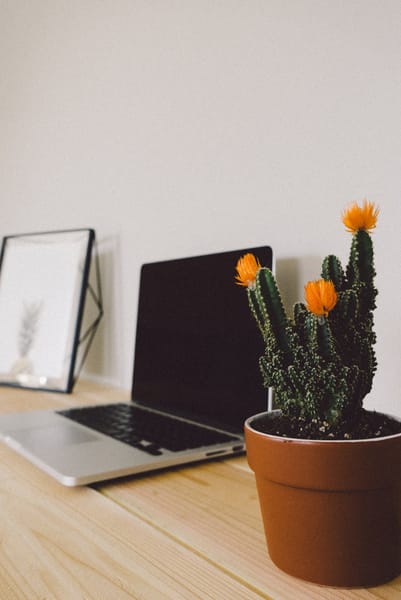 Plants as natural air filters in the office